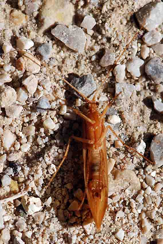 Limnephilus rhombicus